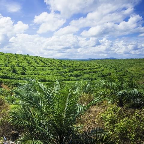 Vi är medlemmar i Roundtable on Sustainable Palm Oil (RSPO)